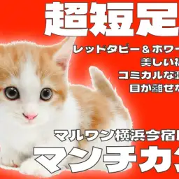 【 マンチカン 】超短足の癒し系男子!究極の甘えん坊ニャンコがやってきた!