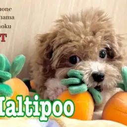 【 マルプー 】今年もやってきた猛暑の夏!マルプーちゃんと快適な暮らしを伝授!