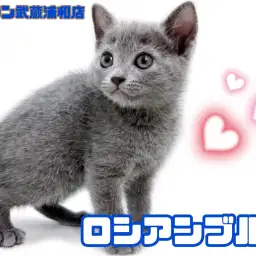【 ロシアンブルー 】 最高にオシャレなブルー!美しさ際立つ気品あふれる女の子