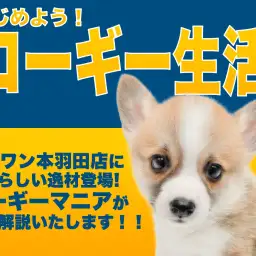 【 コーギー 】毎日が食パンまつり!この体型・この性格は控えめに言って最高です!