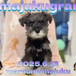 【 イマジュクグラム 】生後3ヶ月の穏やか甘えん坊度が上昇中なシュナちゃま!