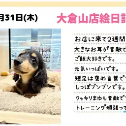 【 ミニチュアダックスフント 】仲間入りして2週間!小柄なレディは尻尾ブンブン!