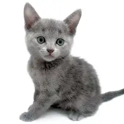 ロシアンブルー