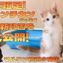 【 マンチカン 】イケメンにゃんこの超短足!きのきの厳選ギャラリー集をお届け!