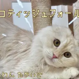 【 スコティッシュフォールド 】スキンシップが大好きすぎる甘えん坊な女の子！