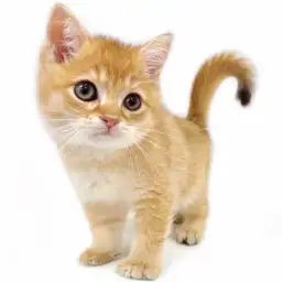 ブリティッシュショートヘア