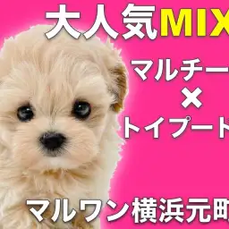 【 MIX 】小さな体に最強の可愛さを凝縮！見た瞬間に恋をするアプリコット姫！