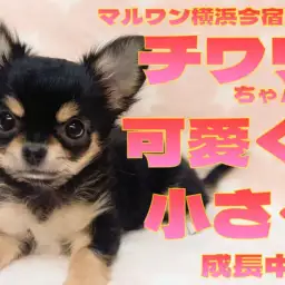【 チワワ 】目ヂカラ最強!甘え上手なブラックタンの女の子!最新情報をお届け!