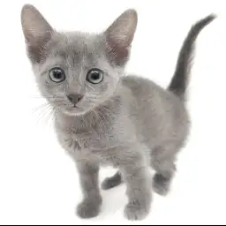 ロシアンブルー