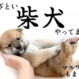【 柴犬 】風格とあざとさのバランスが魅力。日本犬代表!赤柴の男の子が大田区に!