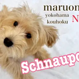 【 シュナプー 】シュナテイスト強めの女の子成長記録3rdとお散歩について