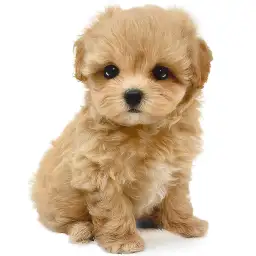 MIX（マルチーズ×トイプードル）