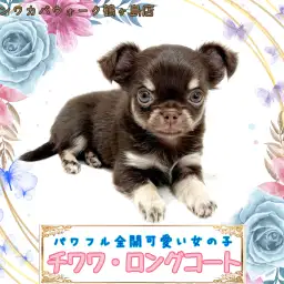 【 チワワ 】大人気チョコタンカラーの女の子が仲間入り!