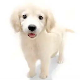 ゴールデンレトリバー