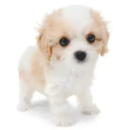 MIX（キャバリアキングチャールズスパニエル×ビションフリーゼ）