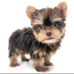 ヨークシャーテリア