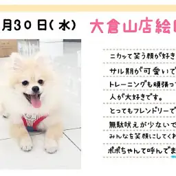 【 ポメラニアン 】笑顔が素敵!ポテンシャル高きチャオリア血統のお嬢様!