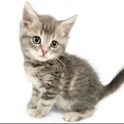 ブリティッシュショートヘア