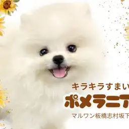 【 ポメラニアン 】圧倒的なポメスマイルで皆にご挨拶!ポメちゃんが志村坂下に登場