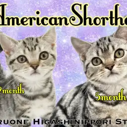 【 アメリカンショートヘア 】絵画のような美しさの女の子はベタベタの甘えん坊！