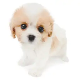 MIX（キャバリアキングチャールズスパニエル×ビションフリーゼ）