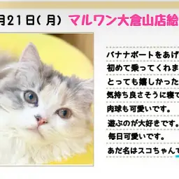 【 スコティッシュフォールド 】バナナに初乗り！キャリコカラーは黄色がお似合い！