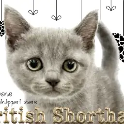 【 ブリティッシュショートヘア 】内側から輝くブリティッシュブルーのプリンセス!