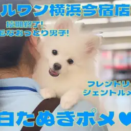 【 ポメラニアン 】ポメスマイルは最高の癒し!爆毛小さめの温厚男子!