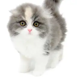 スコティッシュフォールド