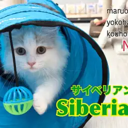 【 サイベリアン 】トレーニング成長記録第3弾！横浜港北NT店から最新レポート