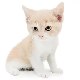 ブリティッシュショートヘア