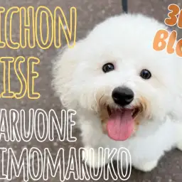 【 ビションフリーゼ 】社交性抜群!愛されキャラ代表!魅力いっぱいの成長記録!