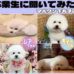 【 卒業生インタビューVol. 4 】まんまるふわもふ癒し犬!ビションフリーゼ編