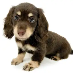 ミニチュア・ダックスフント