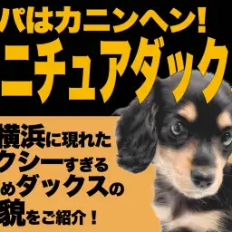 【 ミニチュアダックス 】セクシーさ秘めた優しい瞳の小さめサイズがやってきた!