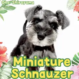 【 ミニチュアシュナウザー 】驚くほど温厚で落ち着きのある優秀な子なんです！