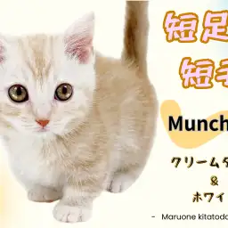 【 マンチカン 】希少な短足!クリーム色の美しい模様が映える癒し系PRINCE