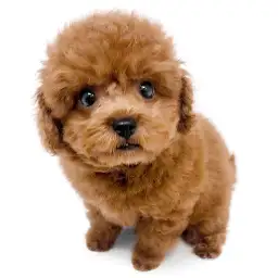 トイ・プードル