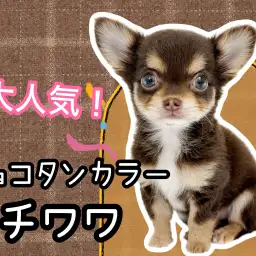 【 チワワロングコート 】コンパクトサイズ!人気No.1のチョコタンチワワ女の子