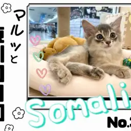 【 マルっと東川口日和No.39 】希少な姿の超美猫ソマリちゃん!
