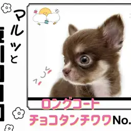 【 マルっと東川口日和No.47 】必見!超人気チョコカラーのチワワちゃんが入店
