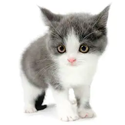 ブリティッシュショートヘア