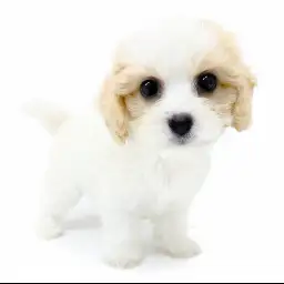 MIX（キャバリアキングチャールズスパニエル×ビションフリーゼ）