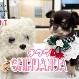 【 チワワ 】綺麗な色合いチョコレートカラーの女の子が降臨！