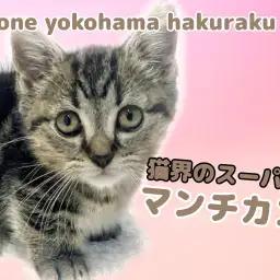 【 マンチカン 】短い足が可愛さと存在感を両立!猫界のスーパーカーに注目