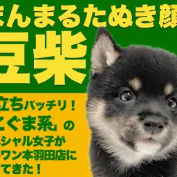 【 豆柴 】ウルトラ級の丸顔こぐま系!大人気黒豆柴が東京大田区に出現だ!