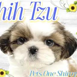 【 シーズー 】来店した「神の使い」はモデル級のイケメン男子！