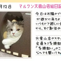 【 スコティッシュフォールド 】穏やかなスコちゃんなら多頭飼いも夢じゃない！