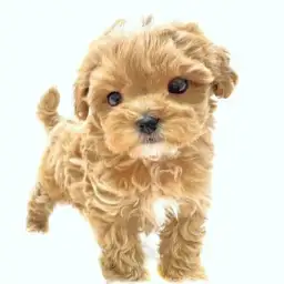 MIX（マルチーズ×トイプードル）