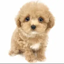 MIX（トイプードル×マルチーズ）